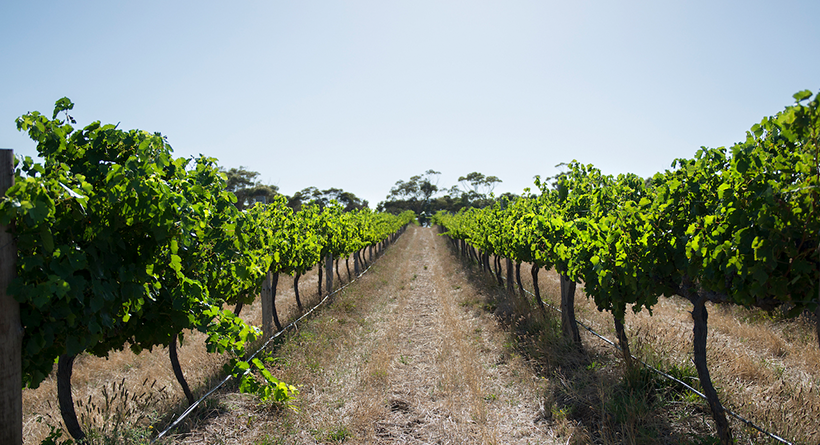 Dandelion Vineyard